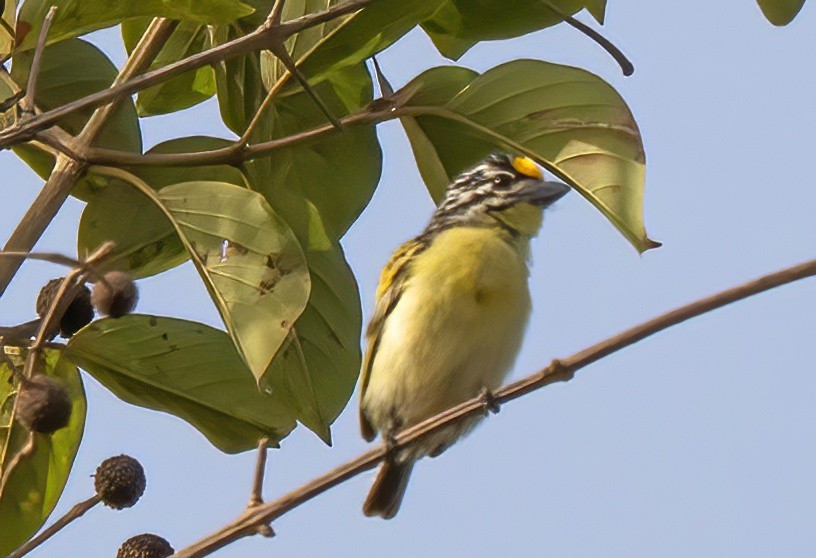 image Yellow-fronted Tinkerbird